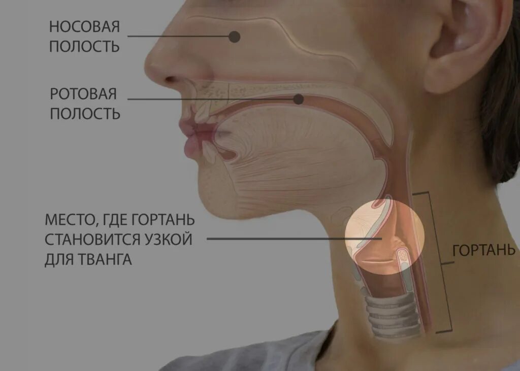 Голосовой англо. Положение гортани в пении. Строение гортани при пении. Опущенная гортань при пении. Резонаторы в голосовом аппарате человека.