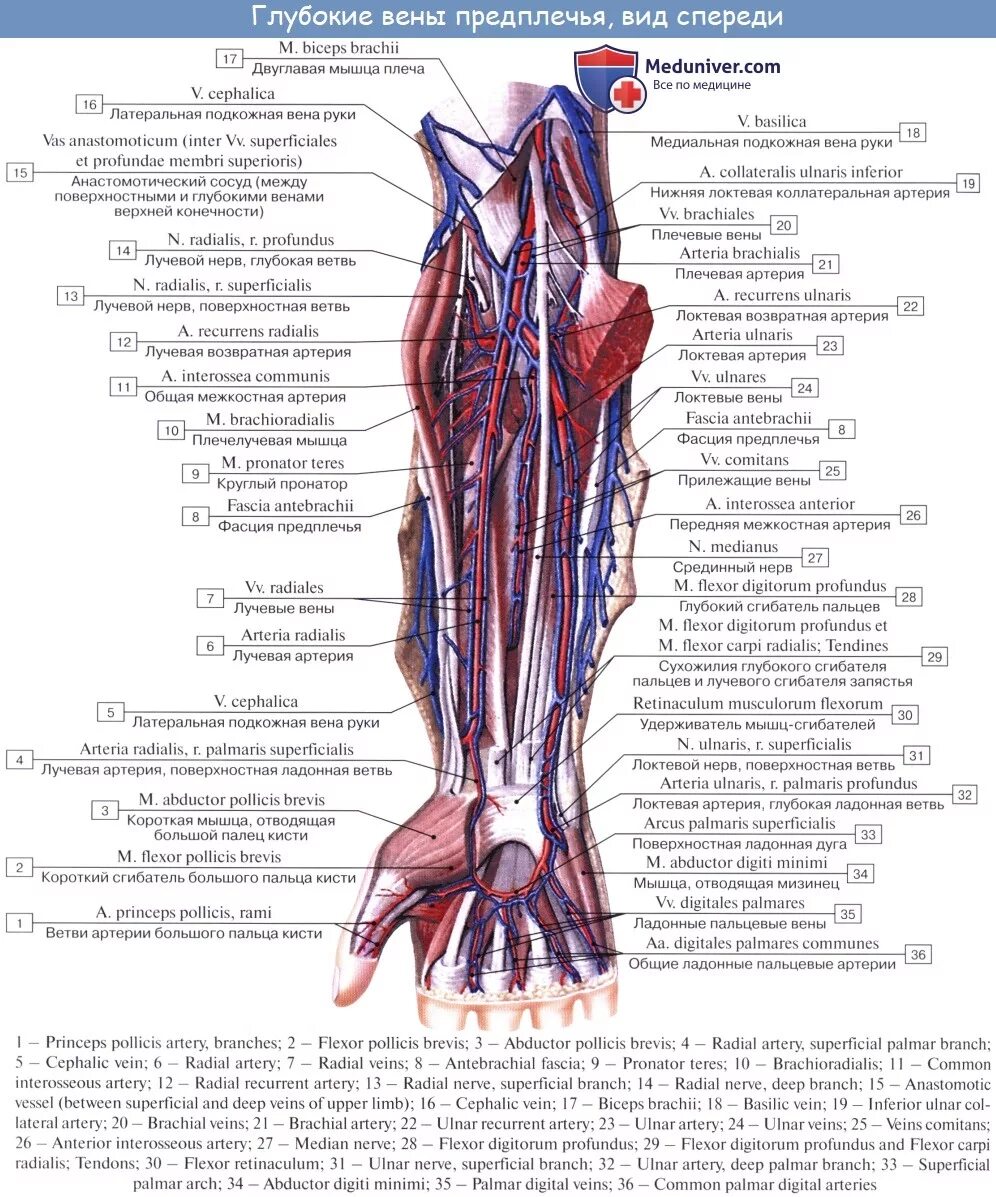 Правая лучевая артерия. Лучевая подкожная Вена верхней конечности. Поверхностная Вена предплечья. Сосуды и нервы локтевой области. Лучевая подкожная Вена.