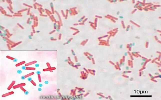 Lachnobacterium spp