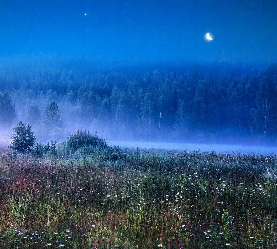 туманный цвет. туманный лес в синих тонах. туманный синий. туманный синий. пейзаж туман.