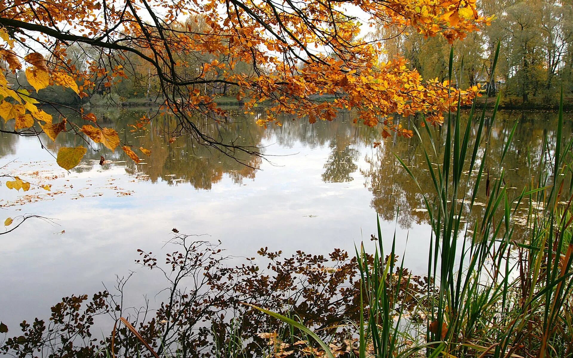 Былым осенью. Нарышкинский пруд осенью. Золотая осень Нарышкинский пруд. Ноябрь природа. Поздняя осень.