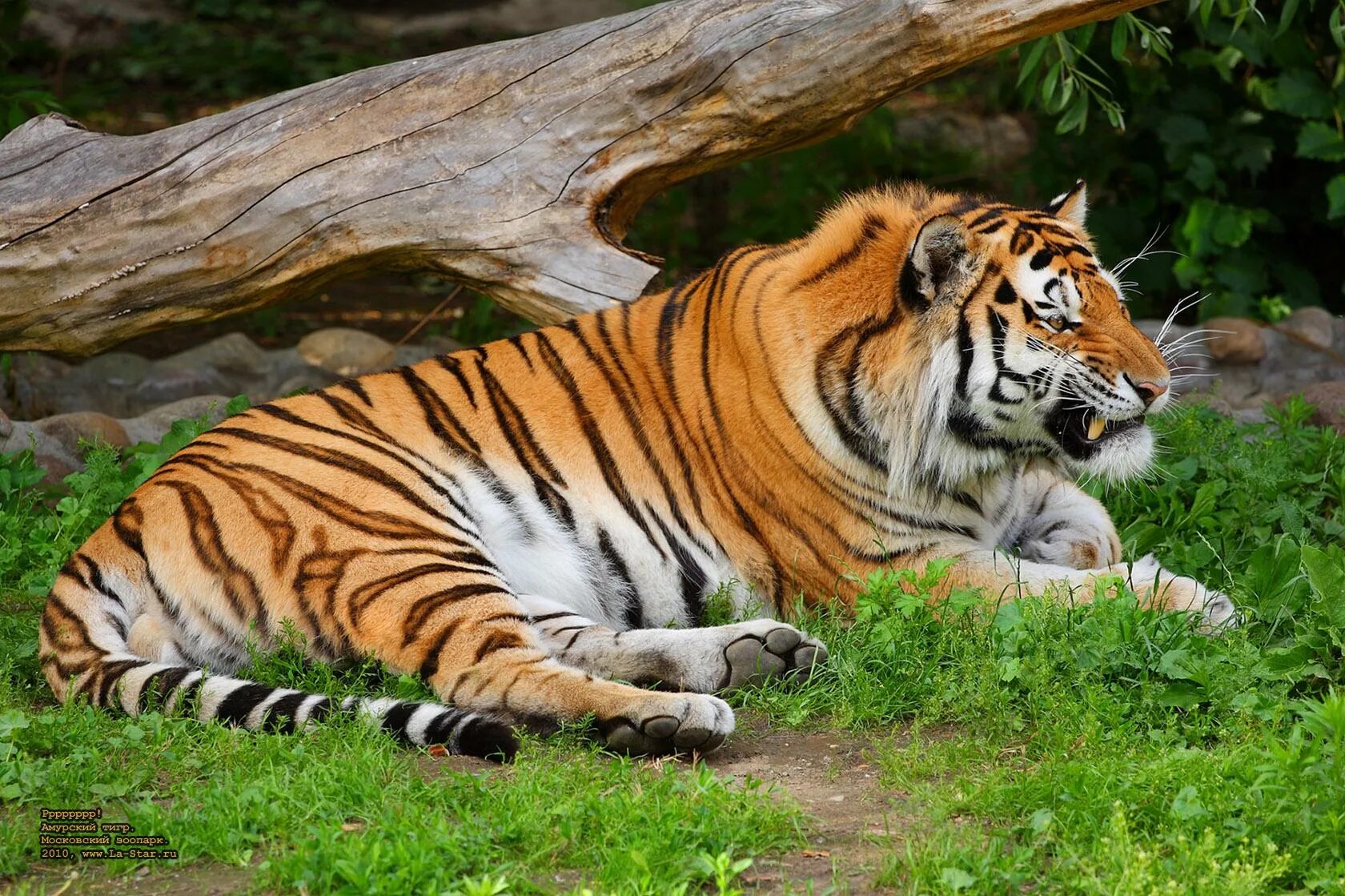Красный тиг. Амурский тигр. Уссурийский тигр. Амурский тигр Сихотэ-Алинь. Уссурийская Тайга Амурский тигр.