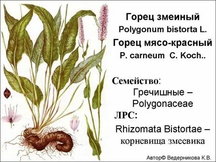 Корневище змеевика