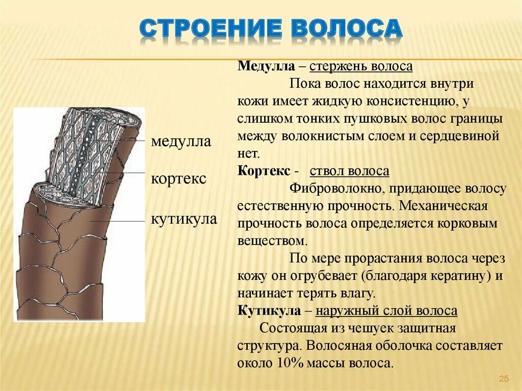 Волос состоит из. Структура стержня волоса. строение стержня волоса схема. строение волоса медула кортекс. строение волоса кутикула кортекс медула.