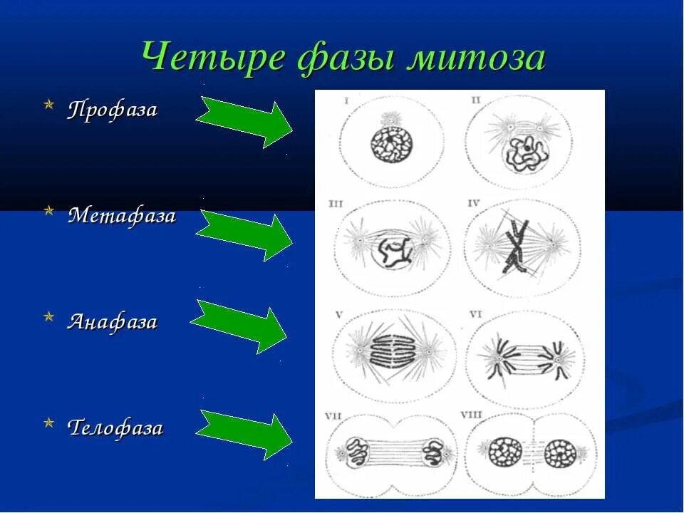 4n4c какая фаза. Профаза анафаза телофаза метафаза интерфаза. Профаза митоза 1. Профаза прометафаза метафаза. Профаза 1 метафаза 1 анафаза 1 телофаза 1.