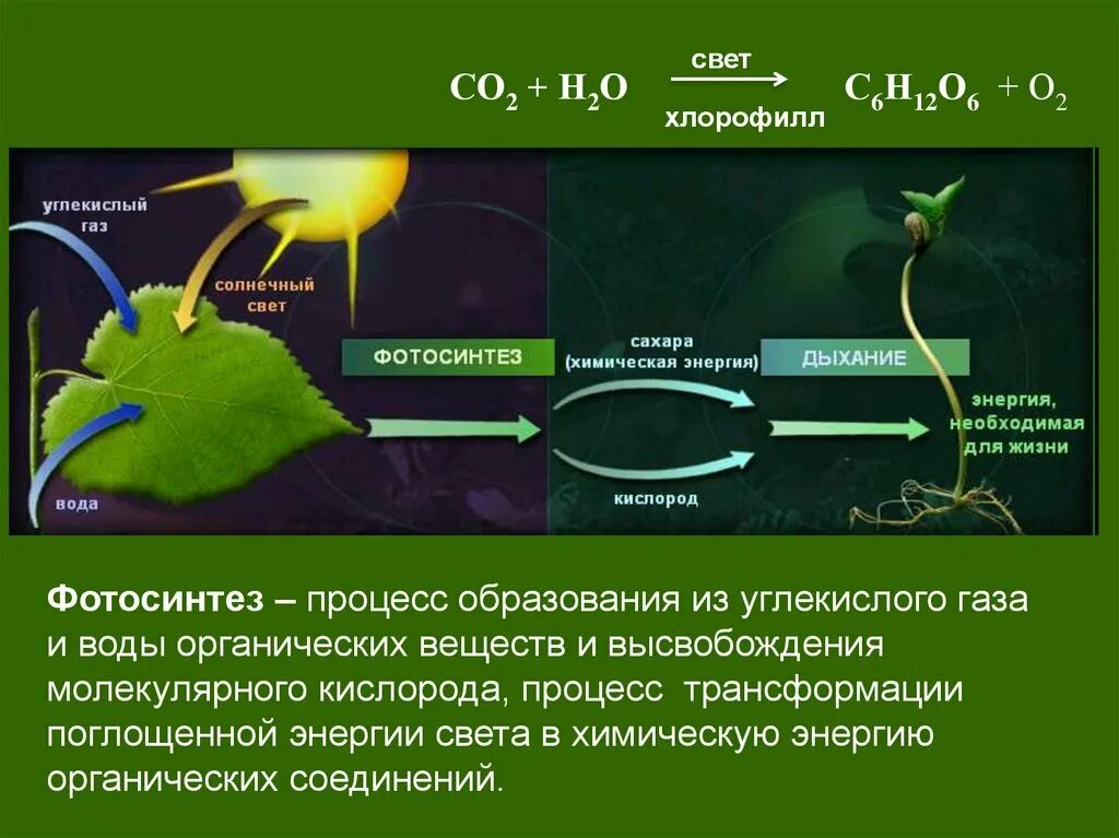 Для дыхания растений необходим кислород для фотосинтеза. Фотосинтез свет хлорофилл световая фаза и темновая фаза схема. Процесс фотосинтеза органическая химия. Фотосистема 1 фотосинтез. Образование кислорода в процессе фотосинтеза фаза.