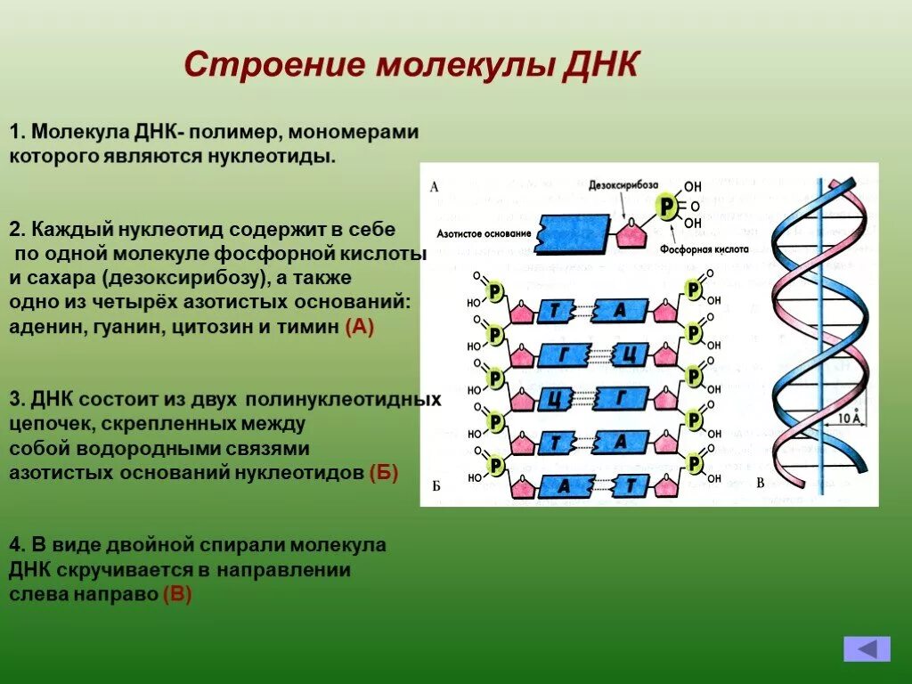 Структурная организация молекулы ДНК. Структура молекулы ДНК: нуклеотиды, их строение.. Строение и функции молекулы ДНК. Структура, строение ДНК молекулы.