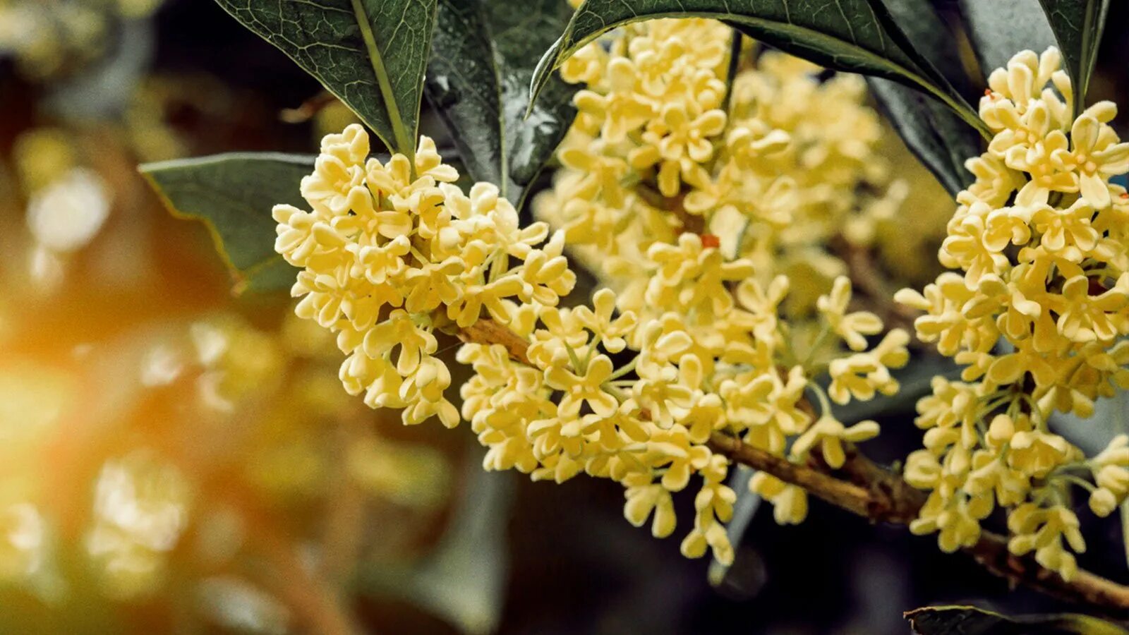 Османтус запах. Османтус fragrans. османтус цветок. османтус желтый. золотой османтус дерево.