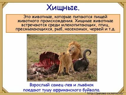 Про какого животного