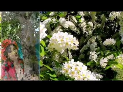 Черемшина украинская народная