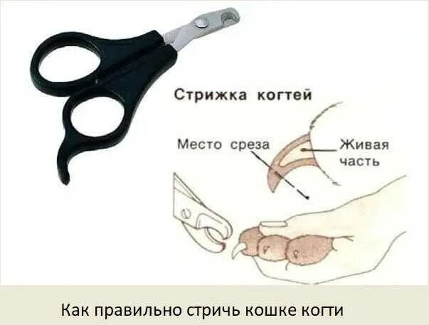 С какого возраста можно стричь когти котенку. Как правильно стричь когти котенку. как стричь когти котенку когтерезкой. как правильно подстричь когти коту когтерезкой. как стричь коту когти специальными ножницами.