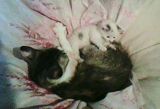 Умер котёнок (Сергей Тимшин Мартовский) / Стихи.ру