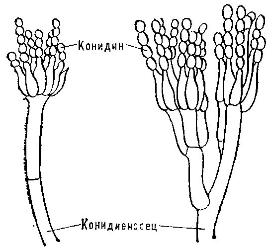 Конидиеносцы пеницилла. Пенициллин гриб строение конидиеносец. Спорангии пеницилла. Спорангии у гриба пеницилла. Мицелий гриба пеницилла
