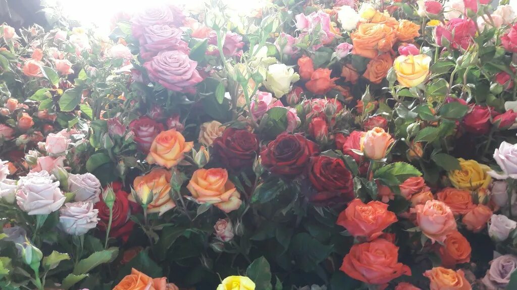 элит каталог роз