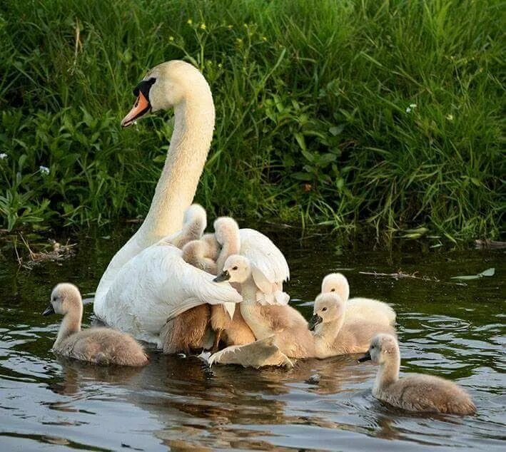 Beautiful swans in the lake free image download