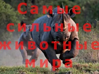 Самое большое и сильное животное