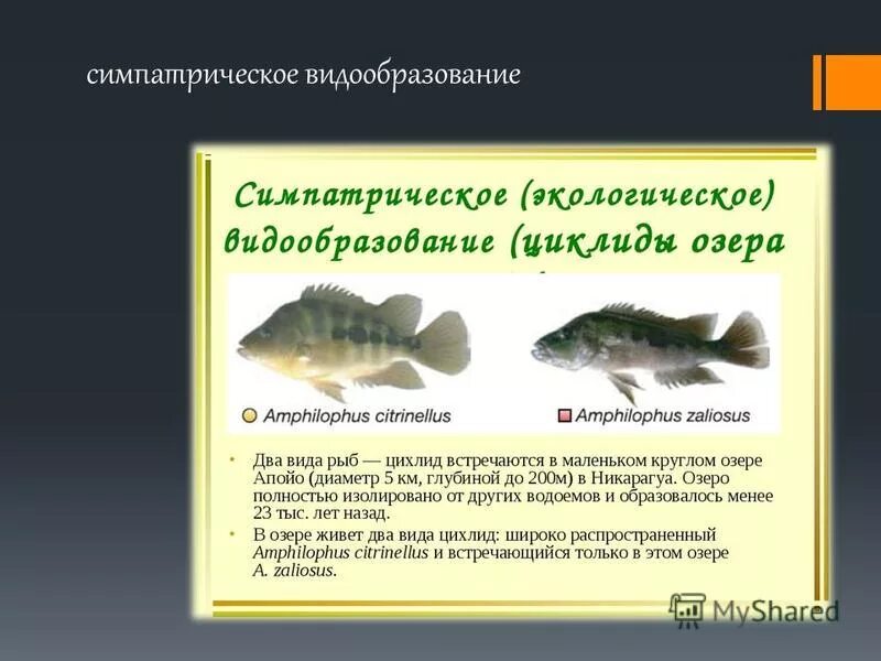 Сипатически видообразвание. Экологическое видообразование. Примеры симпатрического видообразования. Симпотическое видо образование. Видообразование экологическое видообразование.