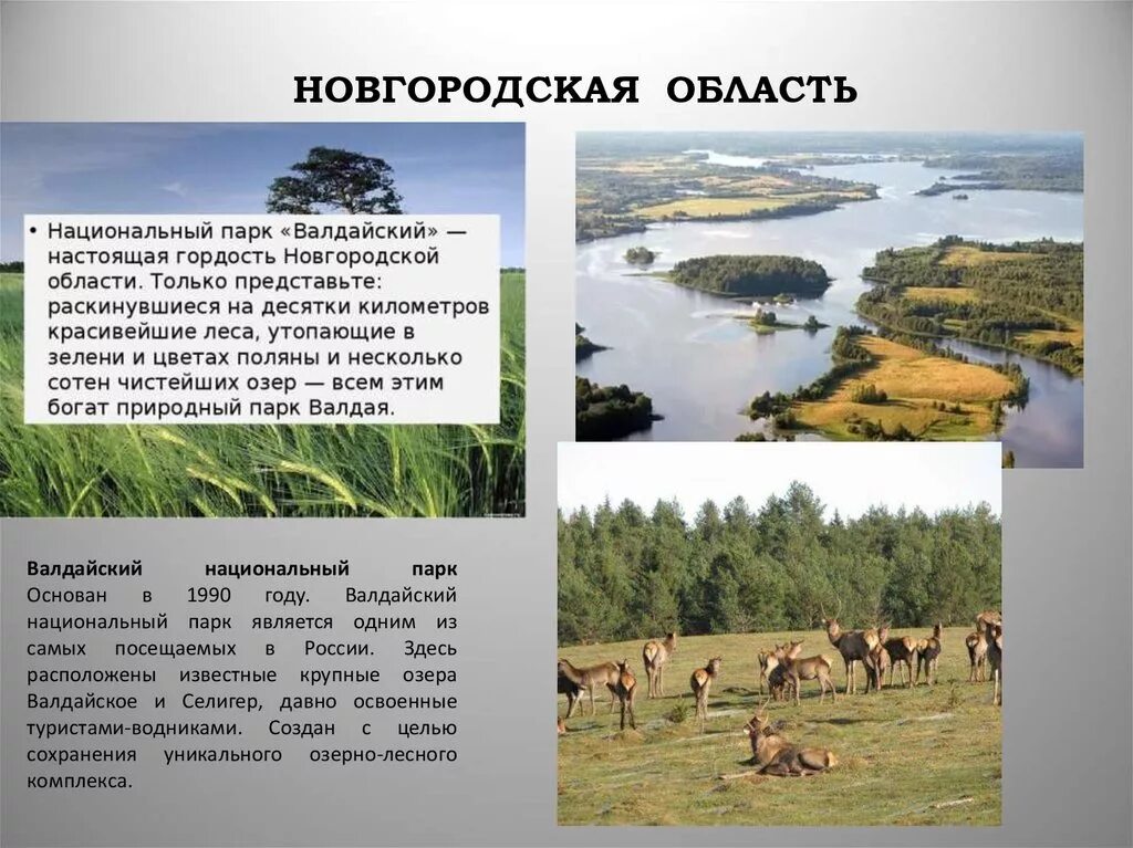 Доклад новгородская область. Валдайский национальный парк Новгородская область. Валдайский национальный парк ООПТ. ООПТ Новгородской области. Растительный и животный мир Новгородской области.