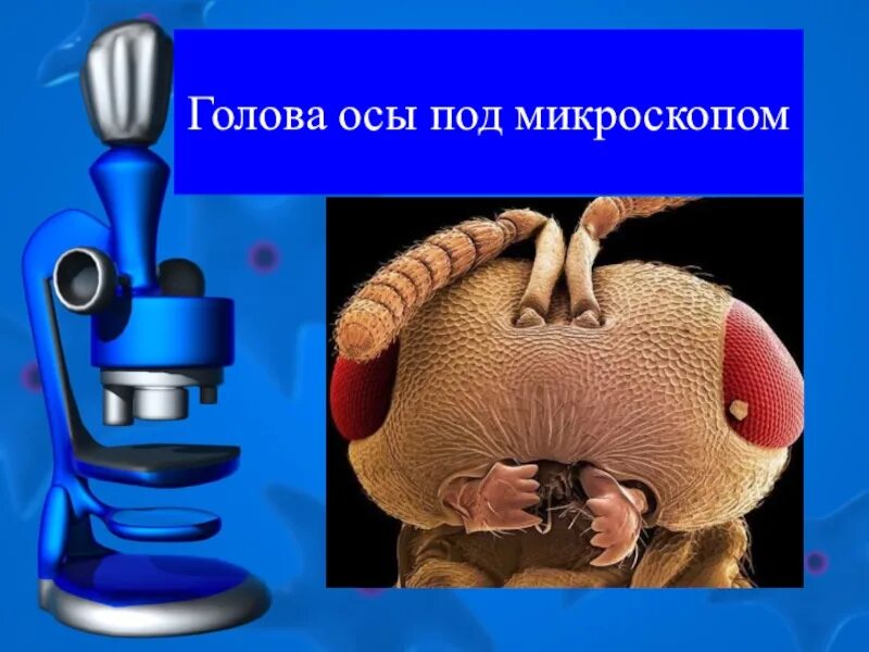 Сообщение о микроскопе