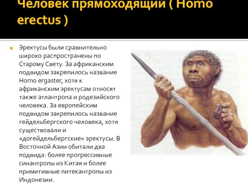 Человек прямоходящий homo Erectus. Возраст находок человека прямоходящего. Человек прямоходящий характеристика. Вид человек прямоходящий