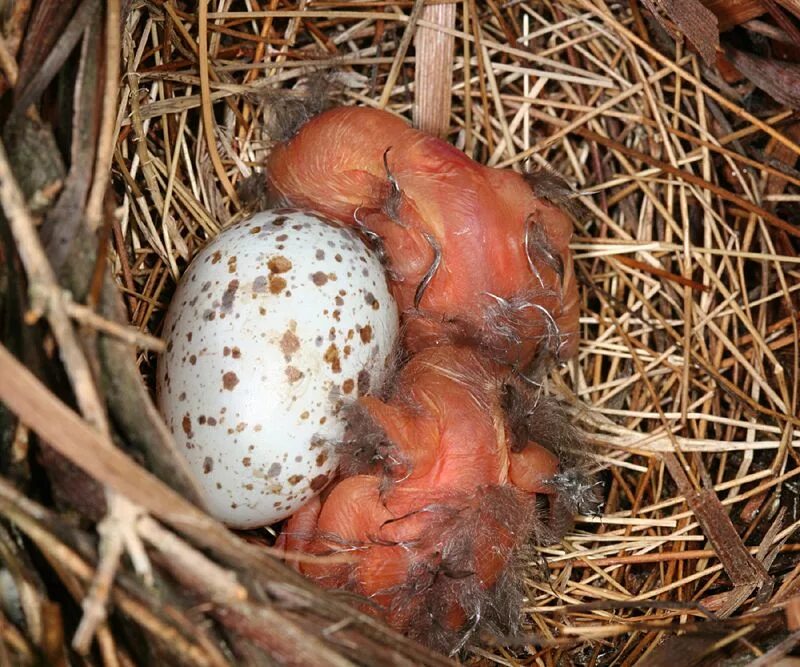 Птенцы высиживают яйца. Птенцы Коноплянки в гнезде. Стриж высиживает яйца. Яйца стрижа. Птица вылупляется из яйца