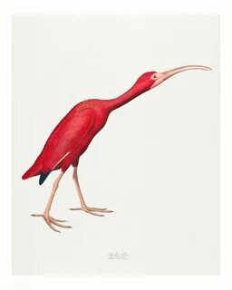 Рисовать ibis