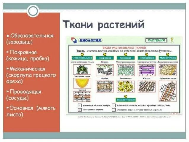 Образовательные ткани растений таблица. Покровная ткань растений. Какие бывают ткани растений. Ткани растений тест.