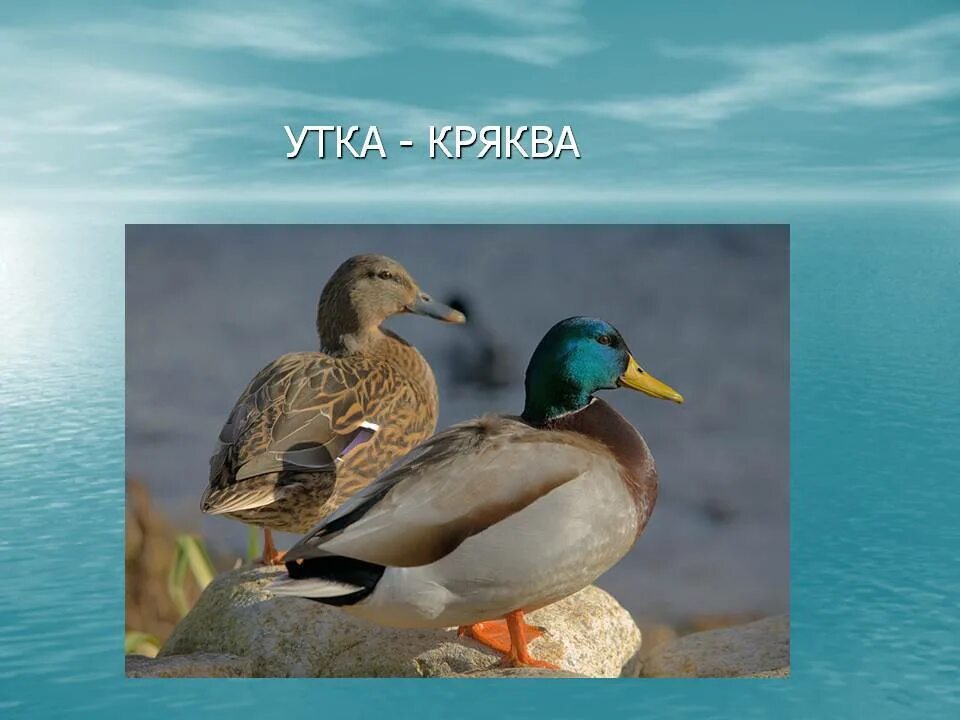 Что значит утка. Утка кряква перелётная птица. доклад утки. описание утки. утка кряква описание.