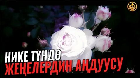 Нике түндө жеңелердин аңдуусу. 