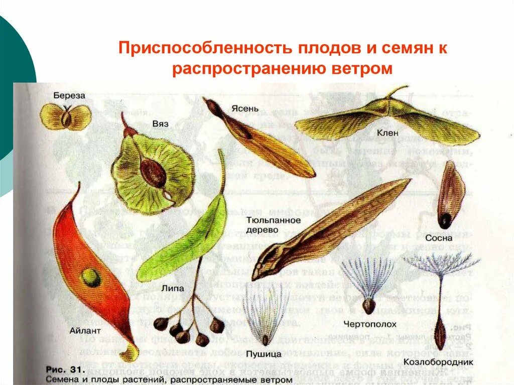 Выберите растения семена которых используют. Растения строение плодов и способ их распространения. Семена каких растений распространяются с помощью ветра. Плоды и семена растений приспособлены к распространению. Плоды распространение плодов и семян.