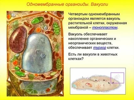 Противодействует тургору органоид