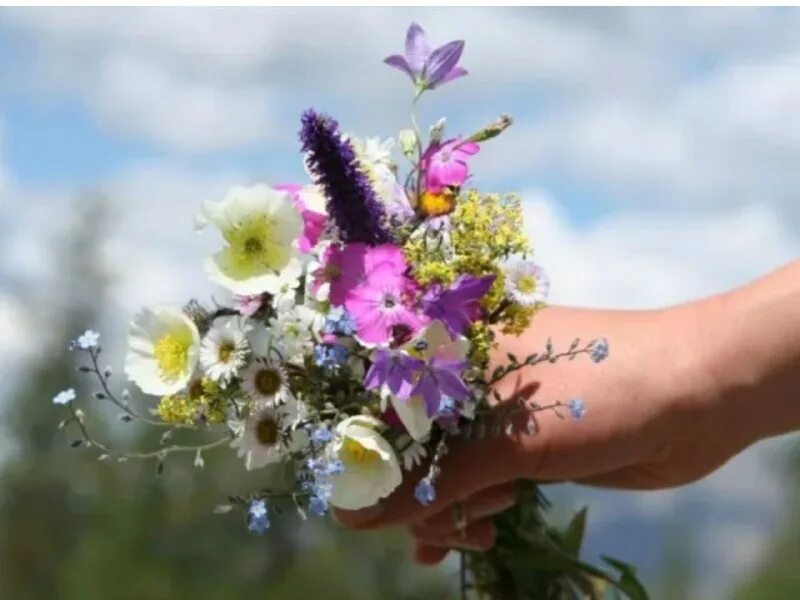 в руках полевой цветок. полевые цветы в руках. букетик незабудок. букет полевых цветов в руках. в руках полевой цветок.