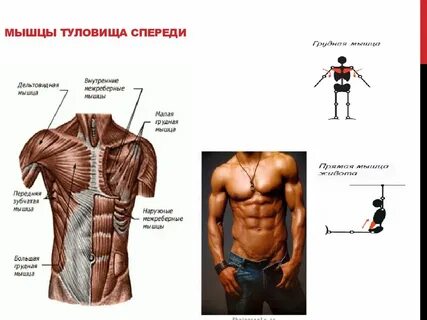Выберите мышцы туловища