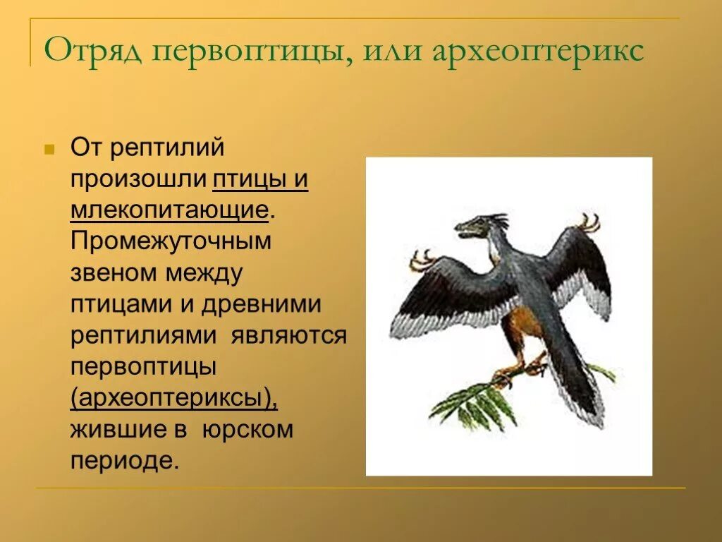 Археоптерикс Эволюция птиц. Археоптерикс и пресмыкающиеся. Птицы произошли от рептилий. От рептилии к птице (Археоптерикс). Происхождения млекопитающих от пресмыкающихся