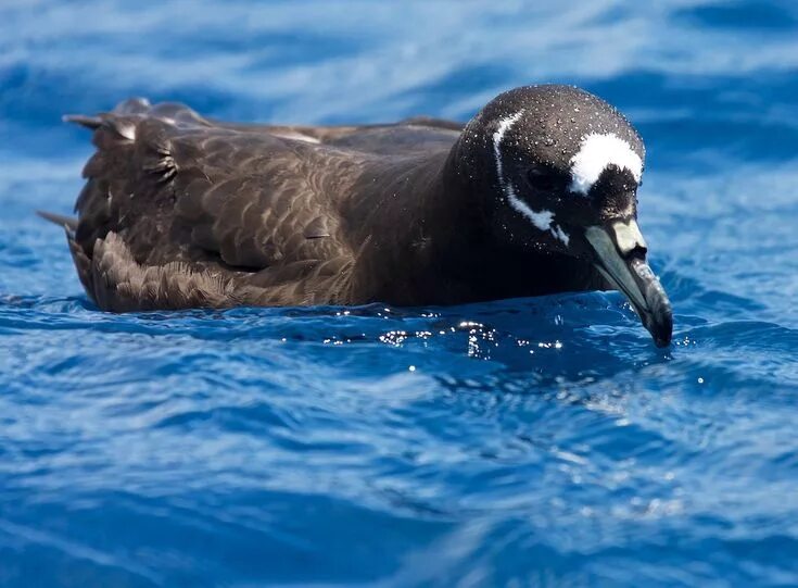 Spectacled Petrel. Буревестник птица. Ширококлювая китовая птичка Буревестниковые. Буревестник птица фото черный. Черный буревестник