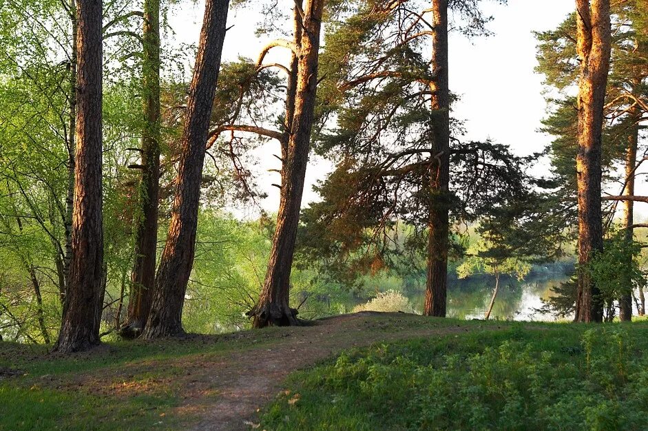 Солотча парк. Солотча Мещера лес. Солотча Рязань природа. Солотчинский парк Рязанская область. Сосоновый парк Солотча.