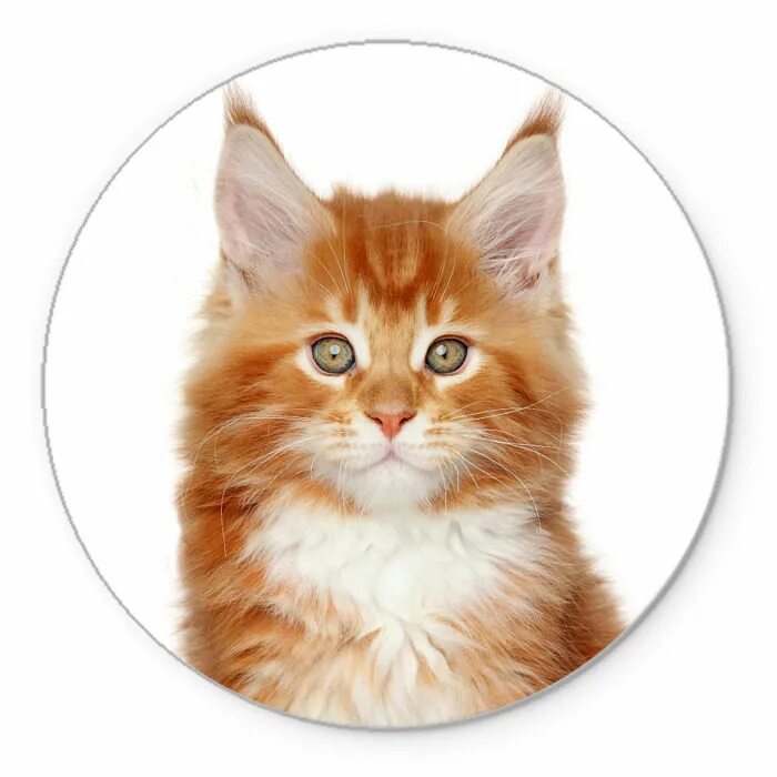 Круглый рыжий кот. Перкаль рыжие котята. рыжий круглый котенок. коврик для мыши рыжий кот.