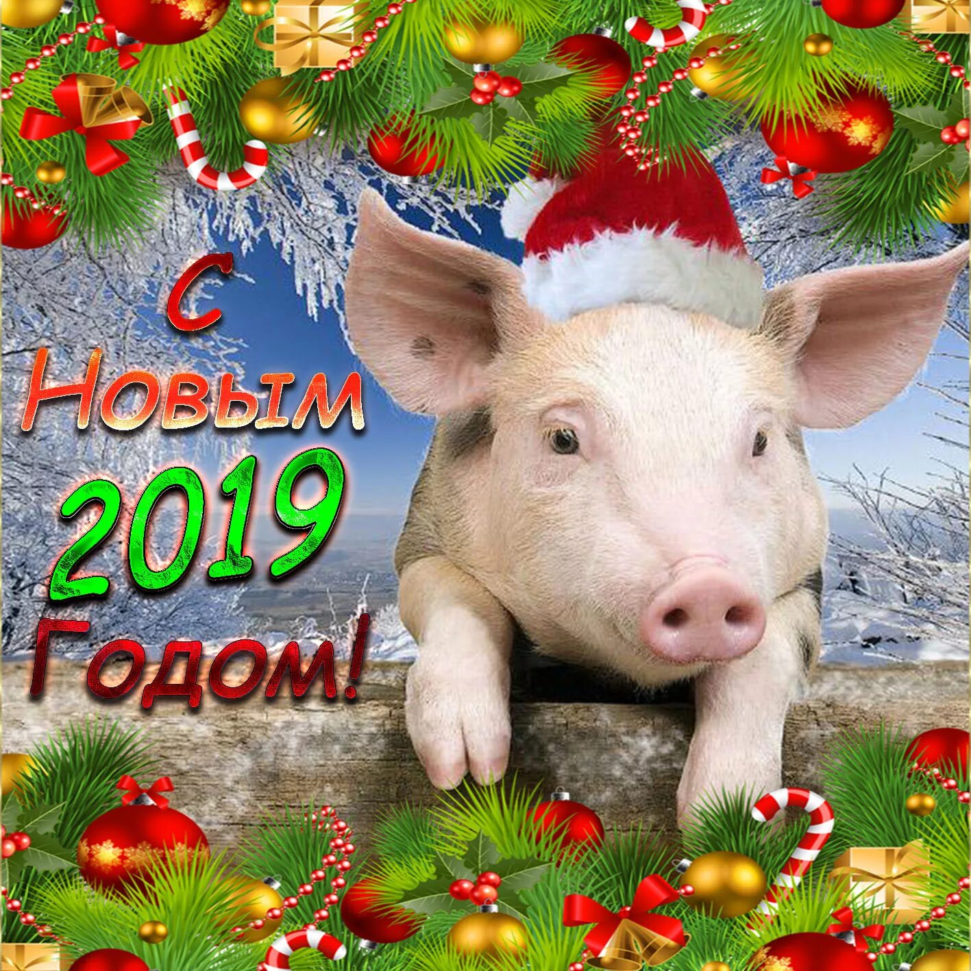 С новым годом 2019. С новым годом свиньи. Поздравление с новым годом свиньи. Поздравления с новым годом 2019 год. 6 января 2019 года