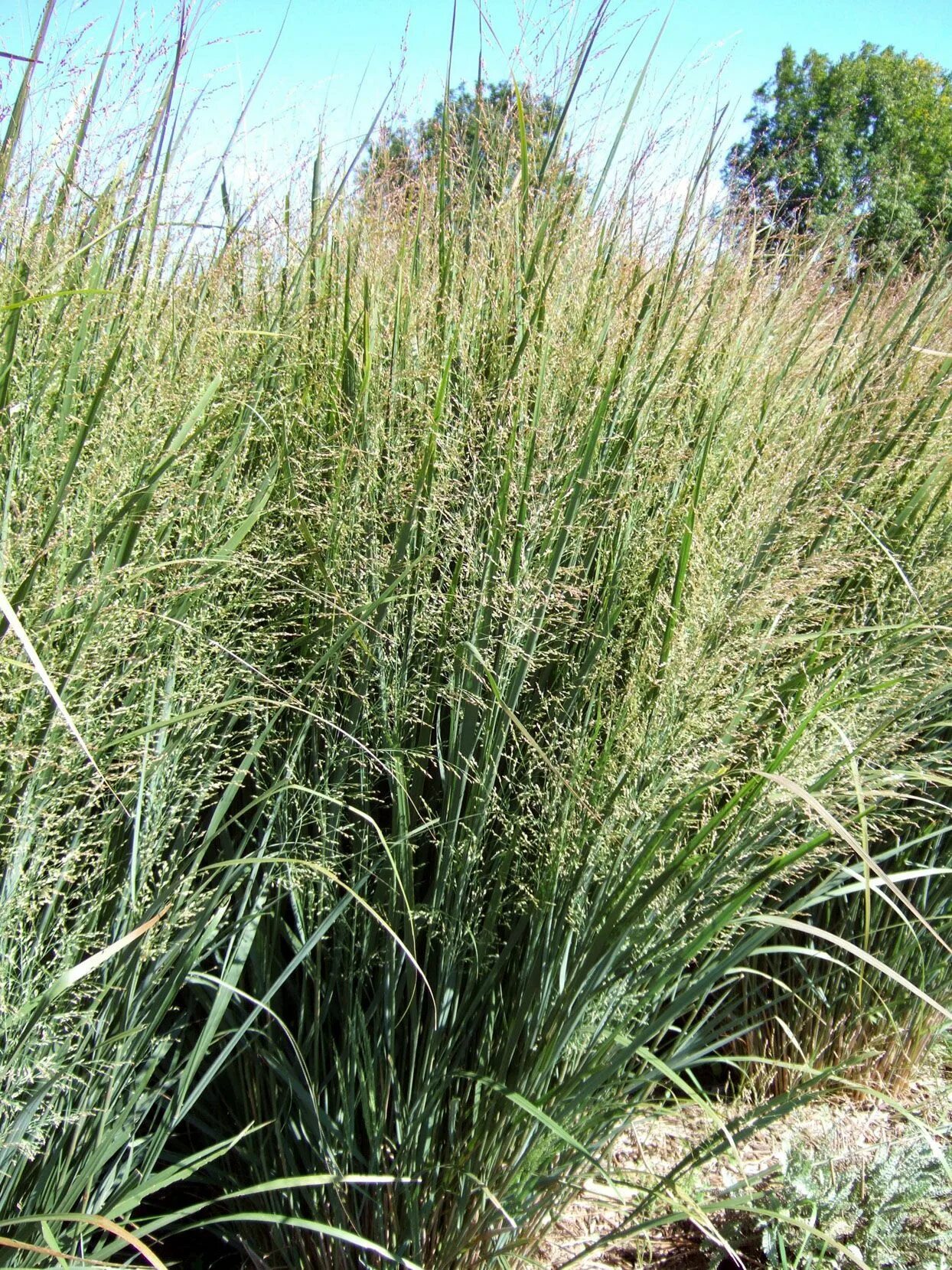 Тандер трава. Тандер трава. Кровохлебка ред сандер. Тандер трава. Тандер трава.