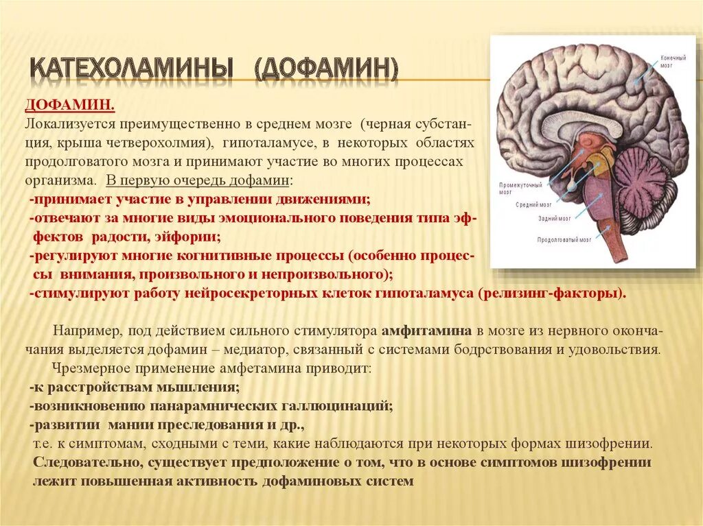 Дофаминовые структуры головного мозга. Катехоламины вырабатываются. Катехоламины гормоны функции. Нейромедиатор дофамин мозг.