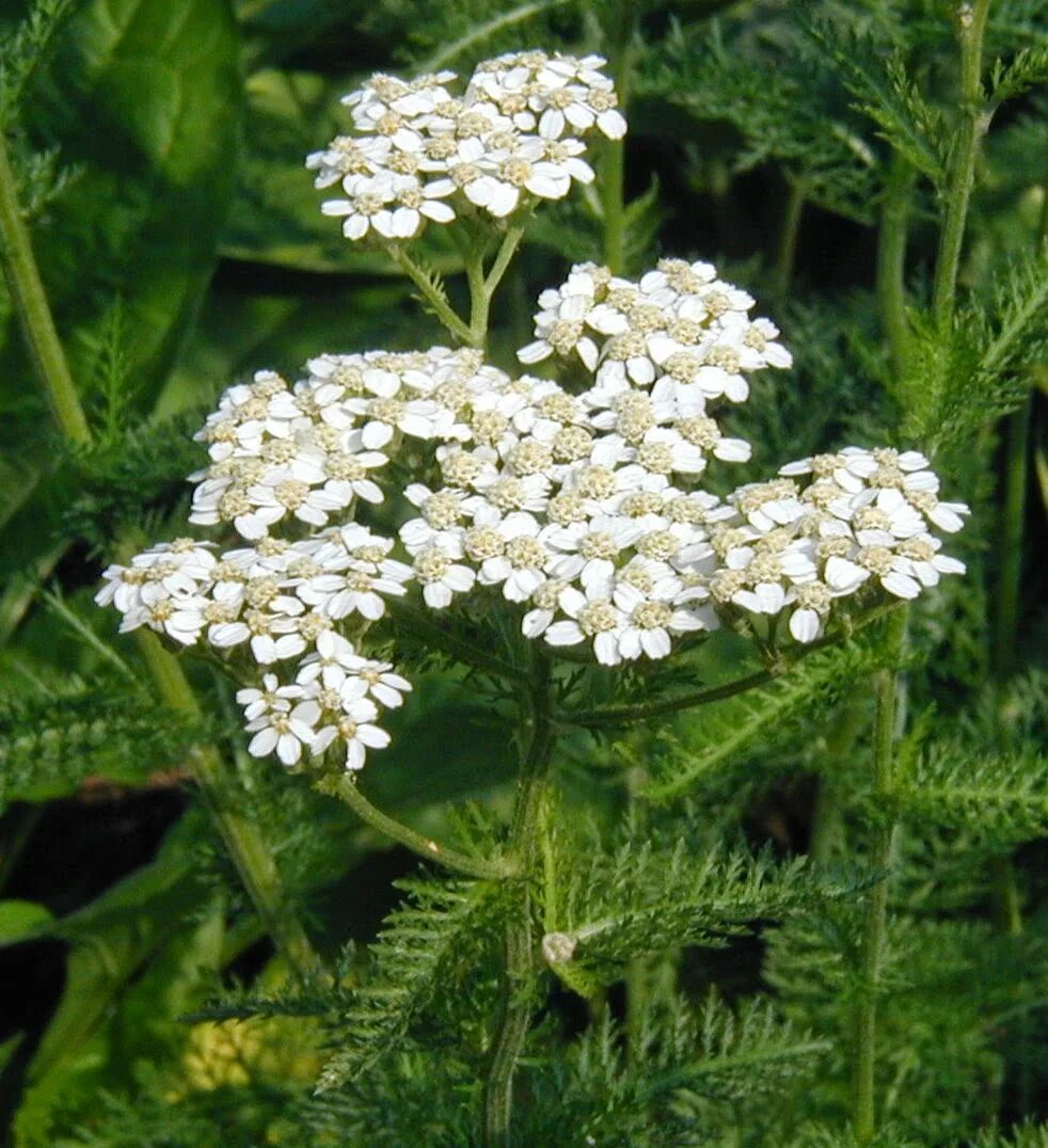 Тысячелистник обыкновенный (Achillea millefolium). Yarrow тысячелистник. Тысячелистник полевой. Тысячелистник обыкновенный (Achilléa millefólium).