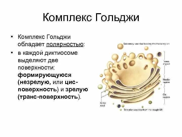 Аппарат Гольджи строение. Аппарат Гольджи строение ЕГЭ. Вакуоли комплекс Гольджи лизосомы.