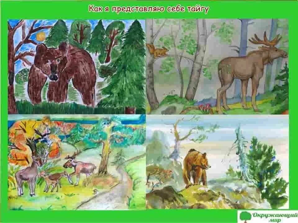 Тайга рисунок 4. Тайга смешанный лес широколиственный лес 4 класс. Тайга для детей смешанный и широколиственный лес. Рисунок Тайга смешанный и широколиственный лес 4 класс. Природные зоны иллюстрации.