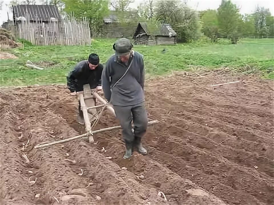 На каком расстоянии сажать картошку друг. Посадка картофеля под лопату. Посадка картошки под лопату. Правильная посадка картофеля. Способы посадки картофеля вручную.
