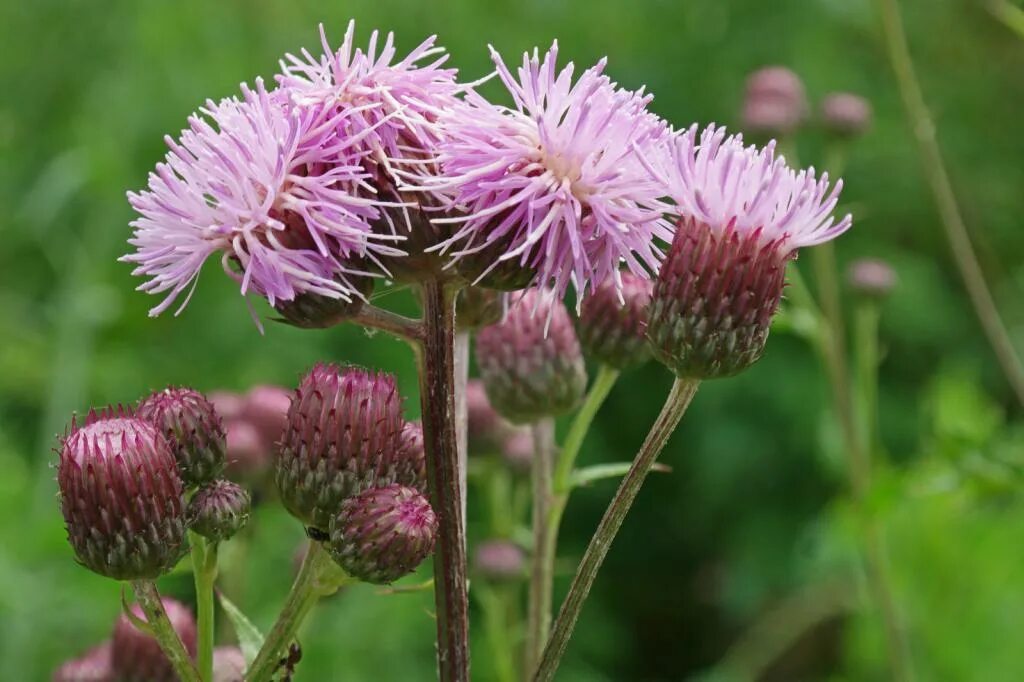 Бодяк полевой (осот). Бодяк полевой (Cirsium arvense). Бодяк полевой (Cirsium arvense SCOP.). Осот розовый Бодяк полевой.