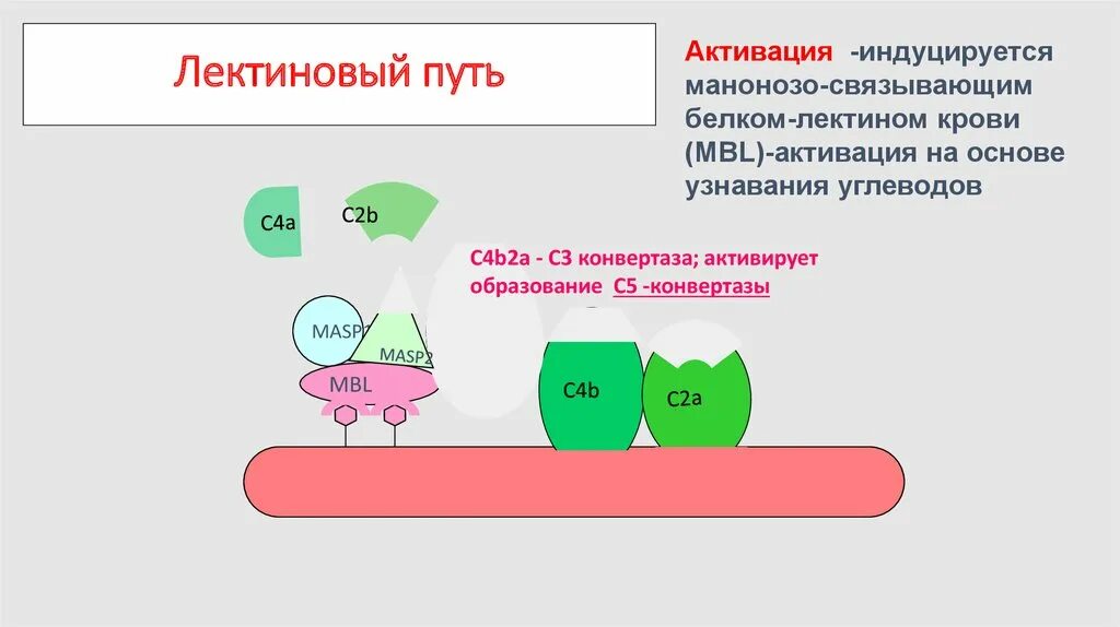 Лектиновый путь комплемента. Система комплемента лектиновый путь. Система комплемента иммунология лектиновый путь. Лектиновый путь активации комплемента. Активация системы комплемента по лектиновому пути.