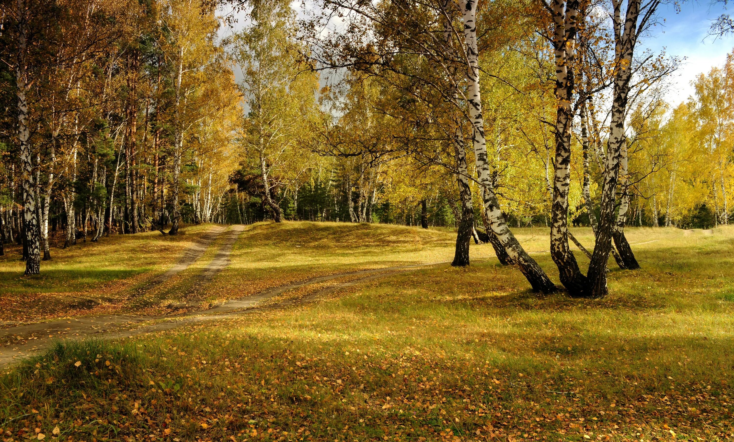 Тургенев береза. Осень ПКИО Березовая роща. Берёзовая роща Тюмень парк. Сквер Березовая роща Тюмень. Березовая роща осенью.