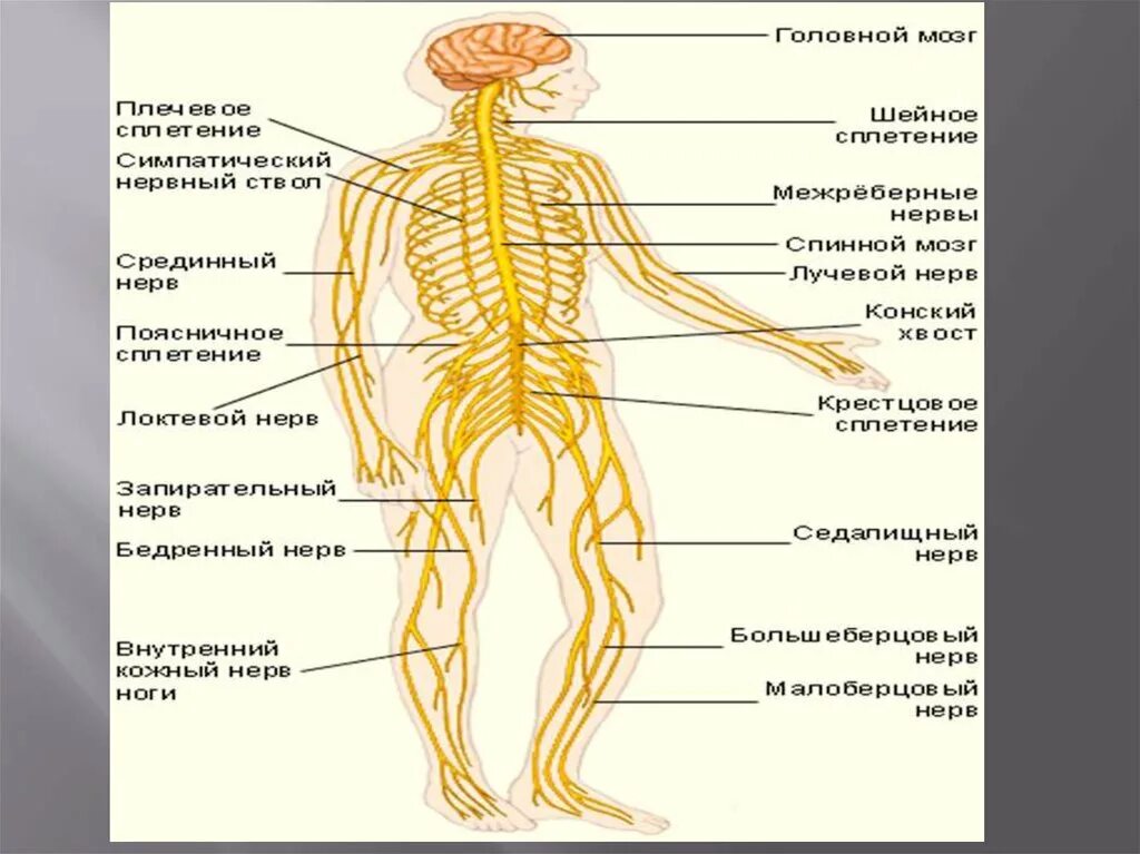 Трубчатую нервную систему имеет