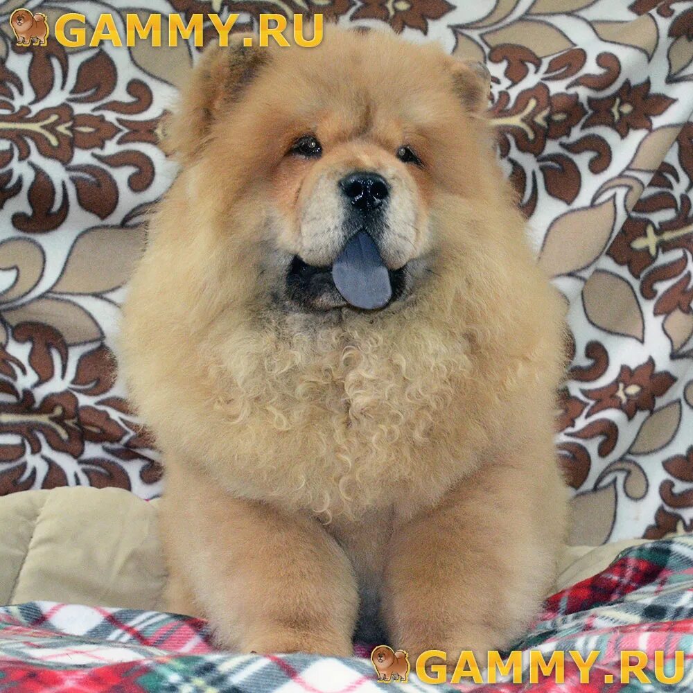 длинношерстный чихуахуа + мопс. авито самара щенки чихуахуа в дар. чихуа. московская чихуа хуа. той терьер щенок.