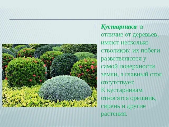 Несколько стволиков у каких растений